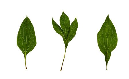 Three green leaves of peony isolated on white background. Closeup of fresh foliage with natural texture and details.の写真素材