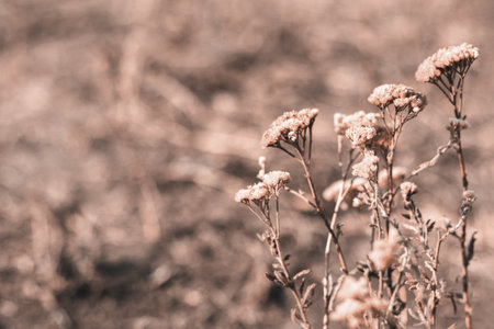 Brown, mocha mousse beautiful dried plants. Demonstrating color, trend 2025 year.の写真素材