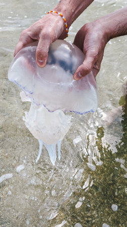 Person holding jellyfish in shallow water, closeup view, marine life exploration.の写真素材