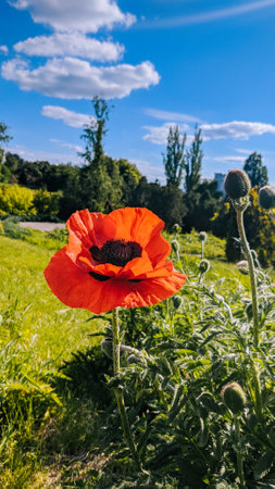 Bright red poppy flower in green field, blue sky with clouds. Botanical close-up.の写真素材