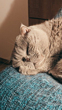 Gray Scottish fold cat sleeping on blue blanket, close-up view. Cat with eyes closed and paws tucked under face.の写真素材