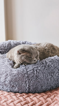 Gray Scottish fold cat sleeping on cozy pet bed, close up view. Soft cushion with furry texture.の写真素材
