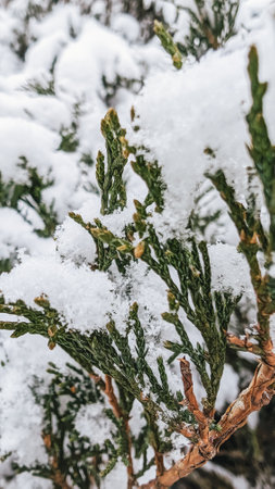 Snow-covered leaves on evergreen branch, close-up view, winter season.の写真素材