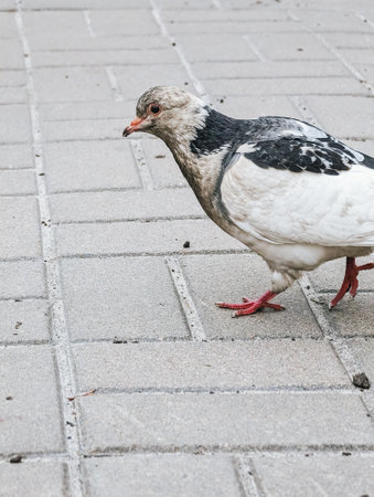 Pigeon walking on pavement with gray tiles and visible texture.の写真素材