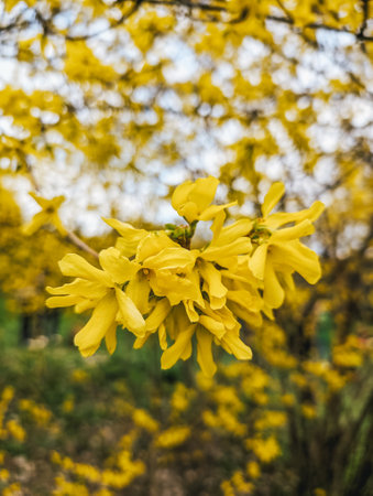 Blooming yellow flowers on a tree branch in spring, close-up. Floral nature background.の写真素材