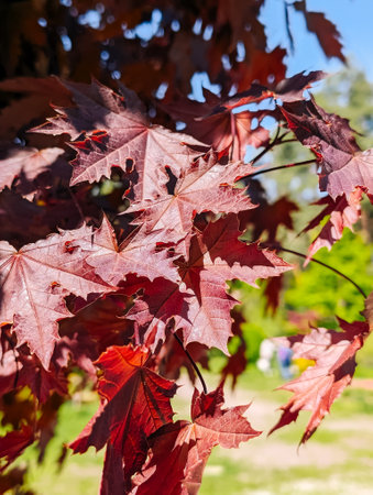 Red maple leaves in autumn sunlight, close-up view with blurred background.の写真素材