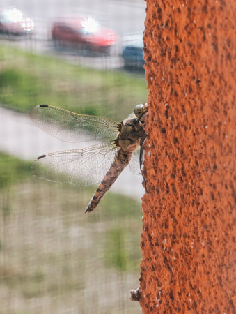Dragonfly perched on orange textured wall, detailed view of wings and body.の写真素材