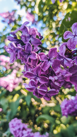 Blooming lilac flowers with vibrant purple petals.の写真素材