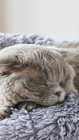 Gray Scottish fold cat sleeping on soft gray blanket, peaceful indoor setting.の写真素材