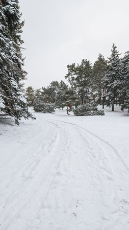 Snowy path through forest with trees, winter setting, tranquil scene.の写真素材