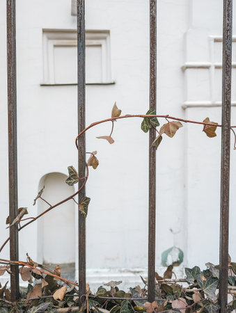 Ivy vine growing through metal fence bars, wall background. Natural foliage, urban setting.の写真素材