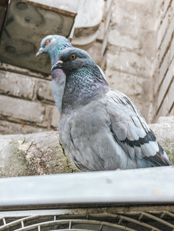 Gray pigeons perched on urban surface, close-up view, city setting, feathers, detail.の写真素材