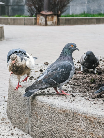 Pigeons feeding on ground, urban setting, scavenging for food.の写真素材