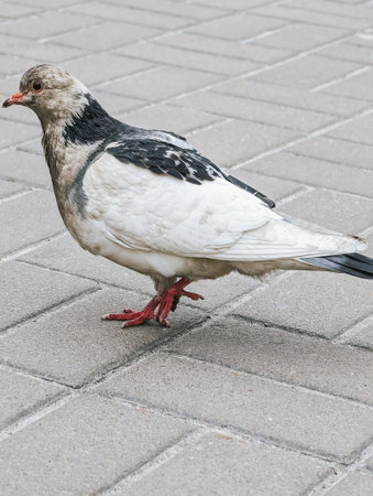 Spotted white and gray pigeon walking on pavement. Close-up of bird on urban surface.の写真素材