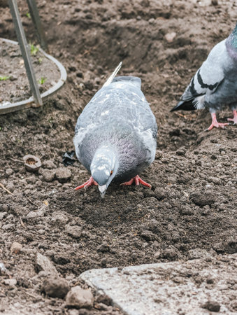 Pigeon foraging in soil with dirt, close up, natural habitat.の写真素材