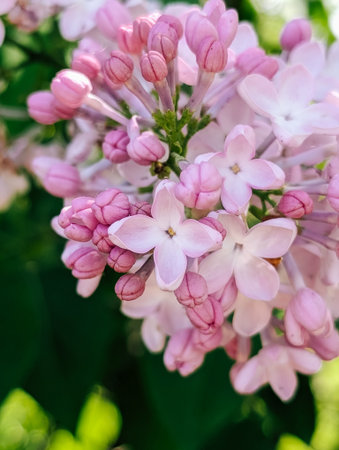 Pink lilac flowers blooming in spring, close-up view with fresh green leaves.の写真素材