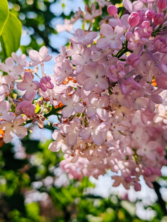 Blooming lilac flowers with green leaves in springtime.の写真素材