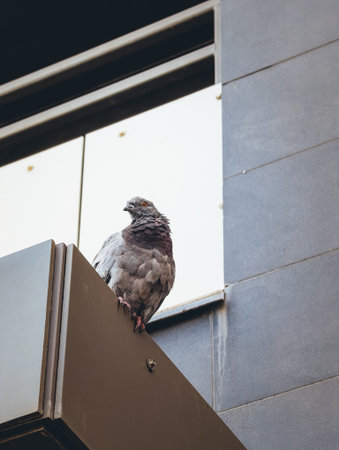 Pigeon perched on balcony ledge, urban setting.の写真素材