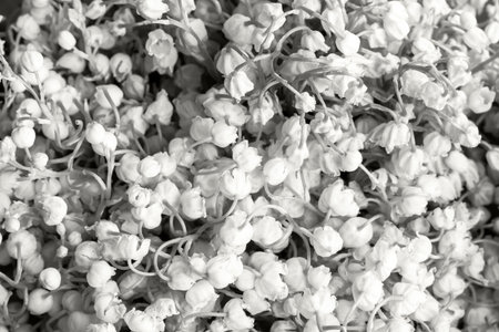 Cloud white dancer lilies of the valley background texture. Demonstrating color, trend 2026 year.の写真素材