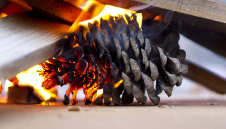 pinecone burning in a fireの写真素材