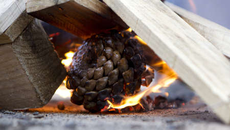 pinecone burning in a fireの写真素材
