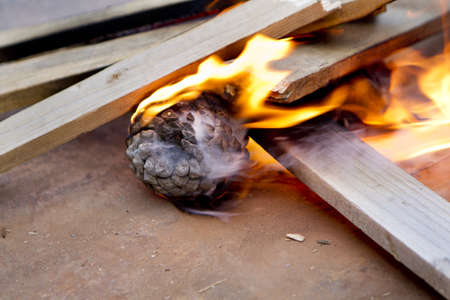 pinecone burning in a fireの写真素材