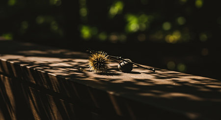 A captivating still showcases a sunlit, weathered wooden surface adorned with a decaying chestnut and interesting shadow patterns, evoking feelings of autumn and decay.の素材