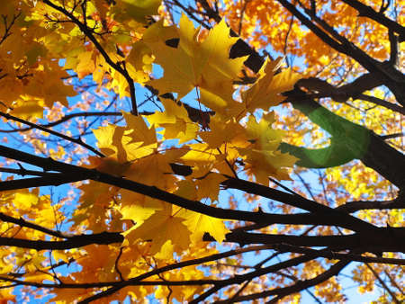 Sunny autumn