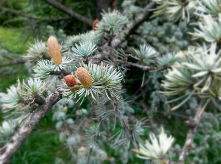 conifer tree