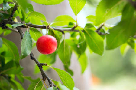 close up of red plum on branchの写真素材
