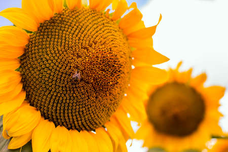 Honey-Bee on sunflowerの写真素材