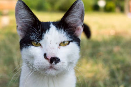 Close up portrait of a black and white catの写真素材