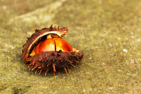 chestnut kernels in shell