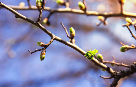 Spring tree budsの写真素材