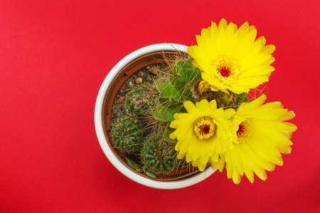 Potted cactus with yellow flowers on red backgroundの写真素材