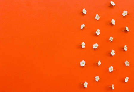 White flowers  with copyspace on orange background.Useful as backgroundの写真素材