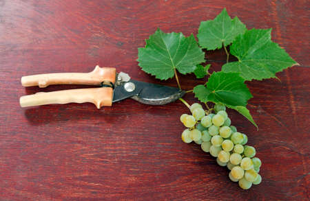 Grape with Scissors on wooden backgroundの写真素材