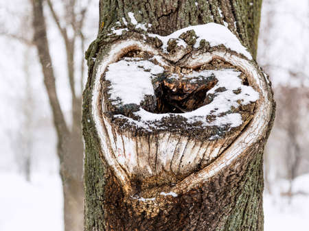 Heart shape on tree.Heart on snow treeの写真素材