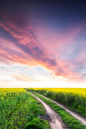 Way on yellow field.Field of rape with spectacular sky