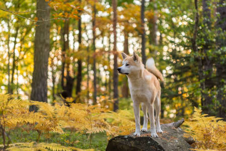 Japanese Dog Akita Inu in autumn forest