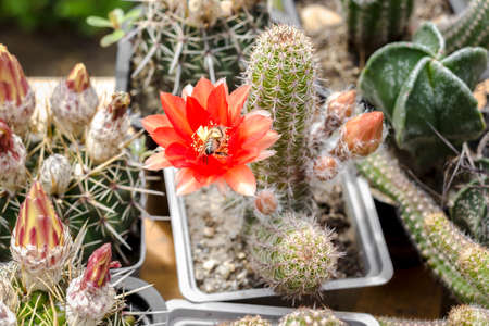 A variety of cacti flowers blooming in pots.の写真素材