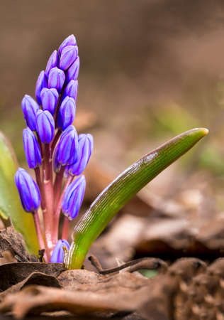 Close-up of Scilla siberica flowers (Siberian squill or wood squill)