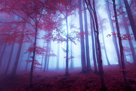 Mystic forest with red leaves and bluish atmosphere.の写真素材