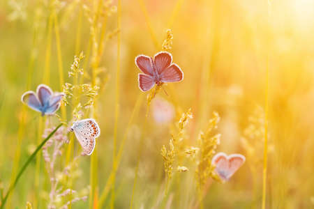 Wild meadow grass and many butterflies in nature macro shot