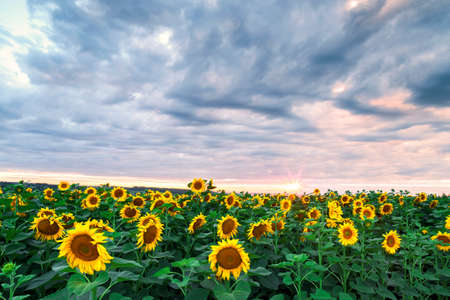Field cultivated with sunflower on a day with cloudy sky.の写真素材