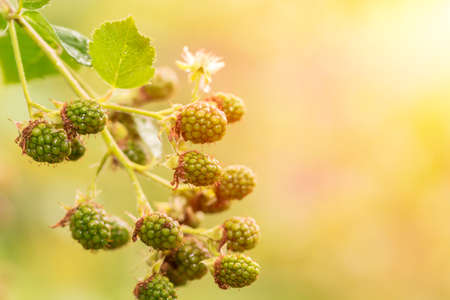 Branch of unripe raspberries fruit in a gardenの写真素材