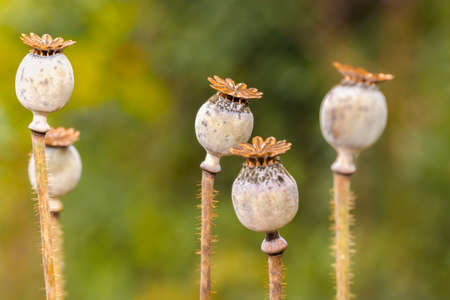 Dried poppy heads in nature.の写真素材
