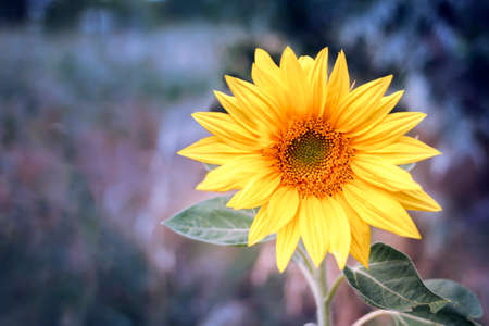 Sunflower in the garden. Sunflowers with blur background.の写真素材