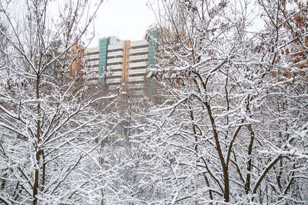 Tower blocks seen through tree branches covered with snow. Winter in the city.の写真素材
