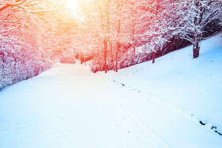 Scene in the park on a winter day. The trees in the park are covered with snow.